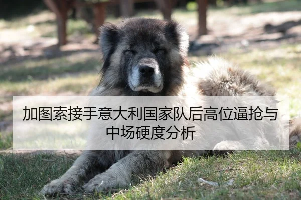 加图索接手意大利国家队后高位逼抢与中场硬度分析